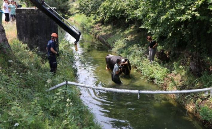 <Bolu’da İnek, sulama kanalına düştü